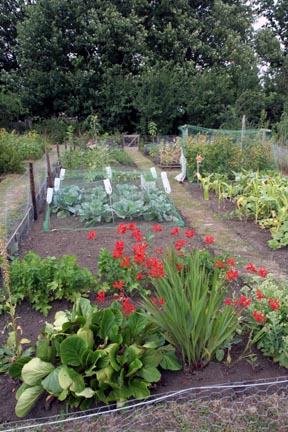 Allotments 2.jpg